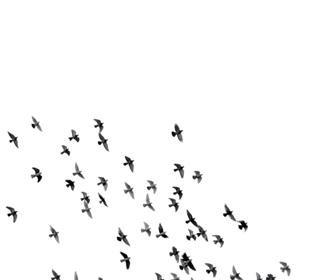 birds_bg_sq