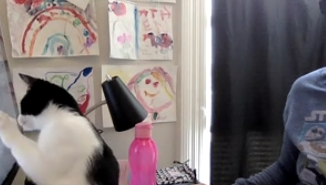 Cat Cat