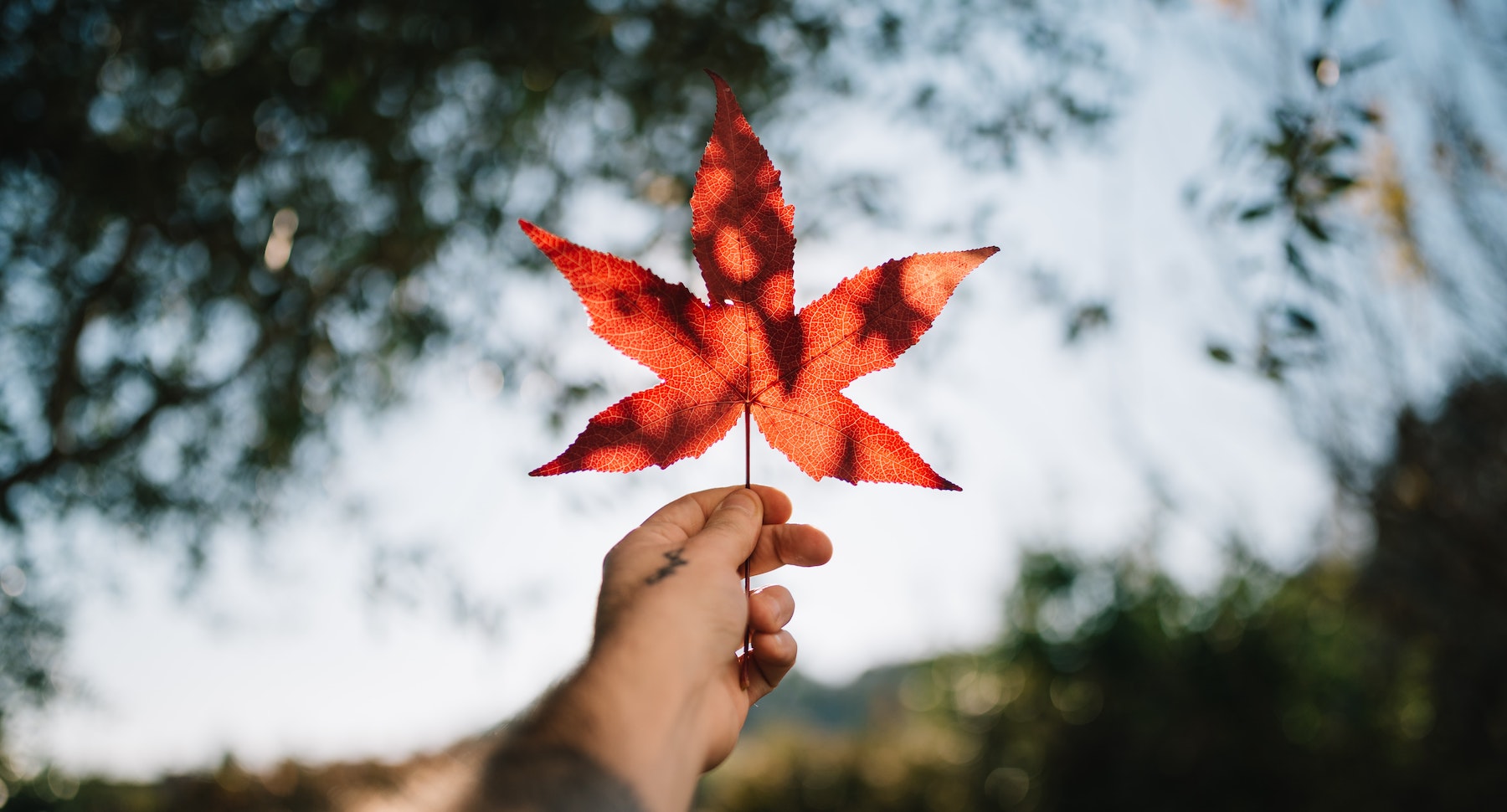 hand holding maple leaf